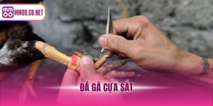 đá gà cựa sắt