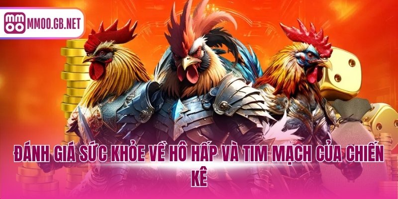 Đánh giá sức khỏe về hô hấp và tim mạch của chiến kê