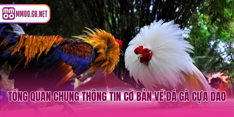 Tổng quan chung thông tin cơ bản về đá gà cựa dao